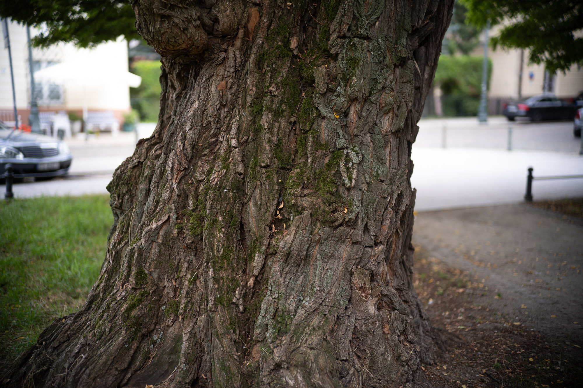 Obiektyw Voigtlander Nokton II 50 mm f/1,2 do Leica M